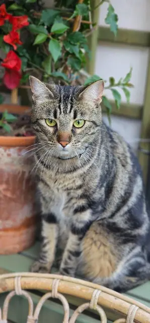 chat lost    Toulouse Milky