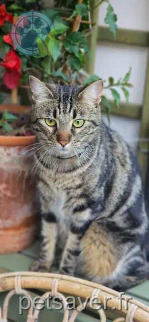 chat perdu Toulouse Milky chat lost Toulouse Milky