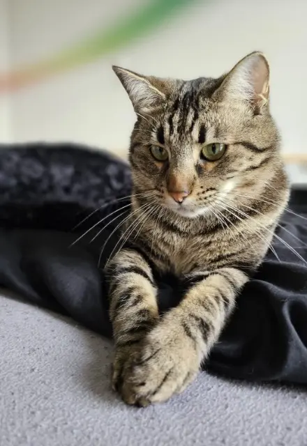 Kater vermisst Toulouse Milky Kater lost Toulouse Milky