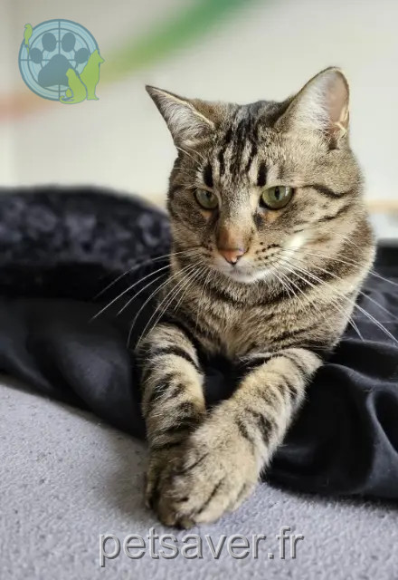 kater vermist Toulouse Milky kater lost Toulouse Milky