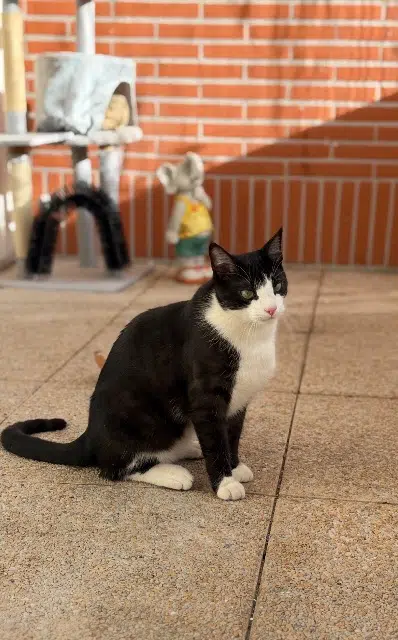 chat lost    Toulouse Milo