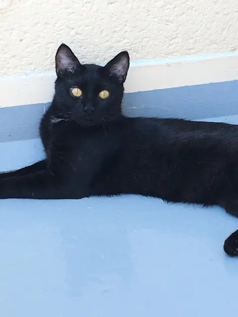 chat lost    Toulouse Mimi