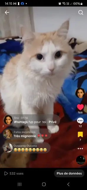 chat lost    Toulouse Mimi