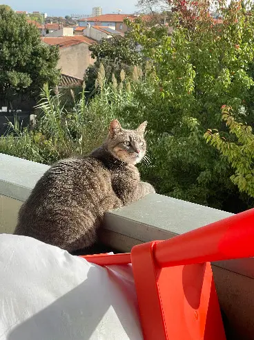 Chat Perdu 31 Haute-Garonne Toulouse - Mimour Chat Perdu 31 Haute-Garonne Toulouse - Mimour