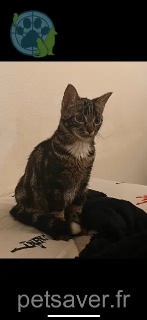 gato lost    Toulouse Minouche