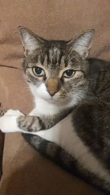 chat lost    Toulouse Mistigri