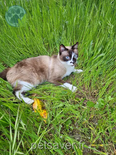 chat lost Toulouse Moky