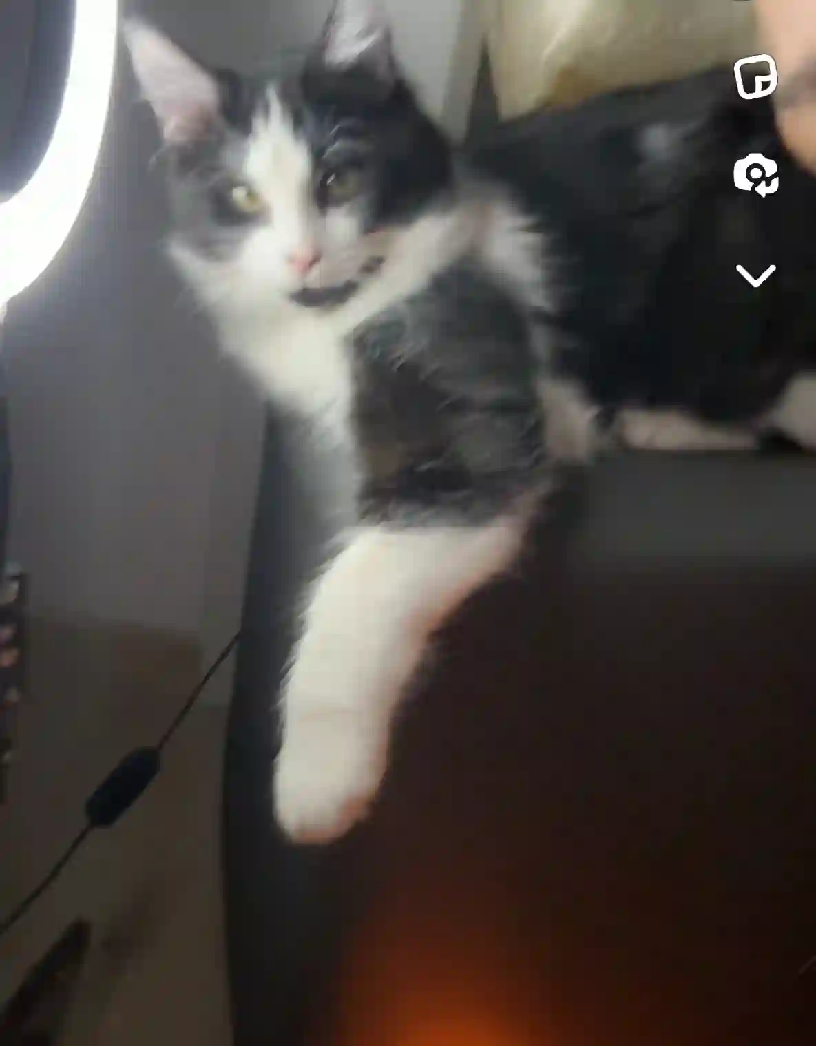 Chat Perdu 31 Haute-Garonne Toulouse - Mowgli Chat Perdu 31 Haute-Garonne Toulouse - Mowgli