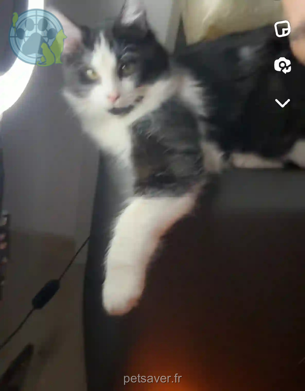 Chat Perdu 31 Haute-Garonne Toulouse - Mowgli Chat Perdu 31 Haute-Garonne Toulouse - Mowgli