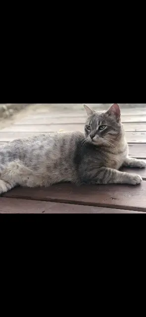 chat lost    Toulouse Neko