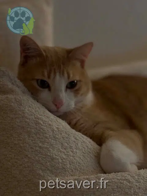 chat lost    Toulouse Noisette