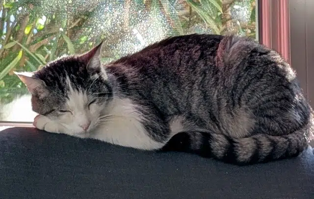 chat lost    Toulouse Nougat