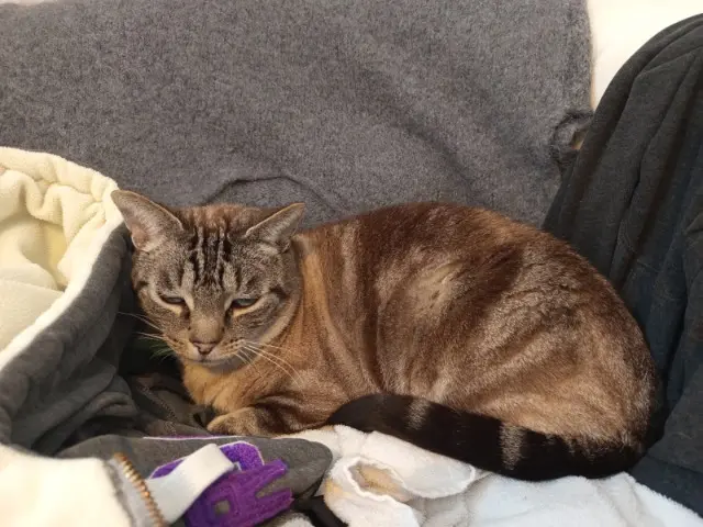 chat lost    Toulouse Nouki