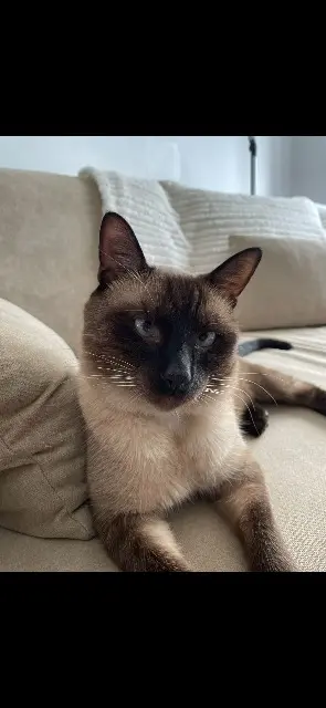 chat lost    Toulouse Onze