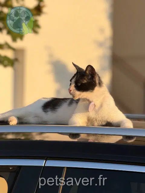 gatto lost Toulouse Oreo