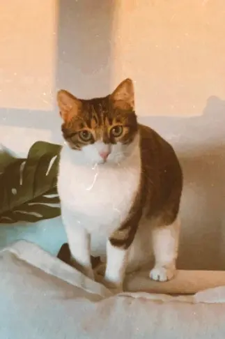 chat lost    Toulouse Paki
