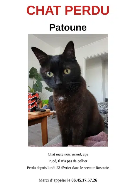 chat lost    Toulouse Patoune