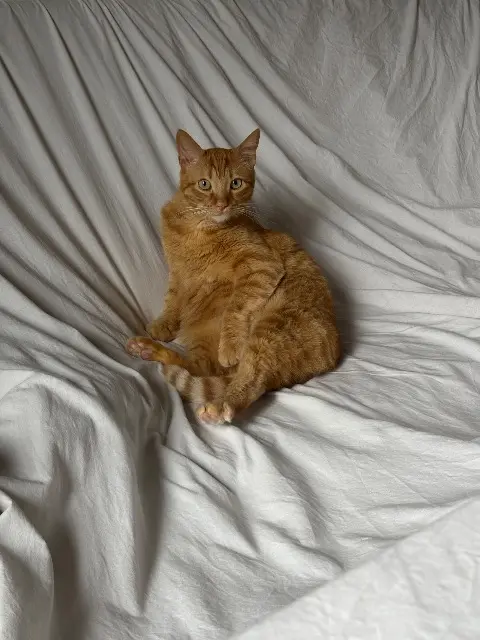 chat lost    Toulouse Patrick