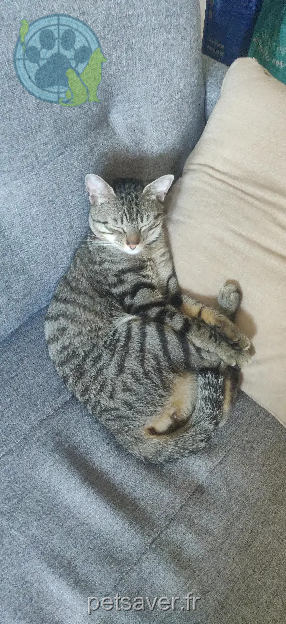 Chat Perdu 31 Haute-Garonne Toulouse - Pepito Chat Perdu 31 Haute-Garonne Toulouse - Pepito