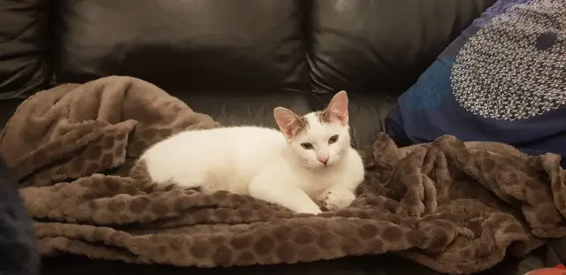 chat lost    Toulouse Pilou