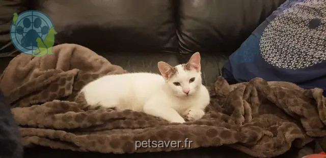 cat lost Toulouse Pilou cat lost Toulouse Pilou