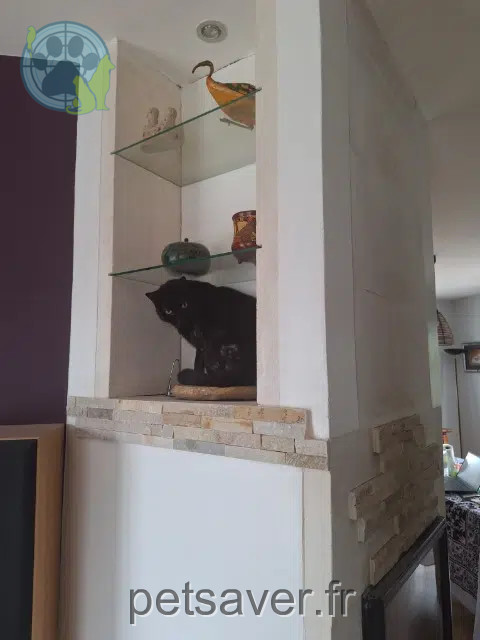 chat lost    Toulouse Pingu