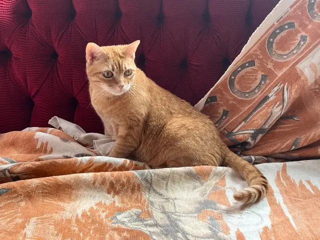 chat lost    Toulouse Poppy