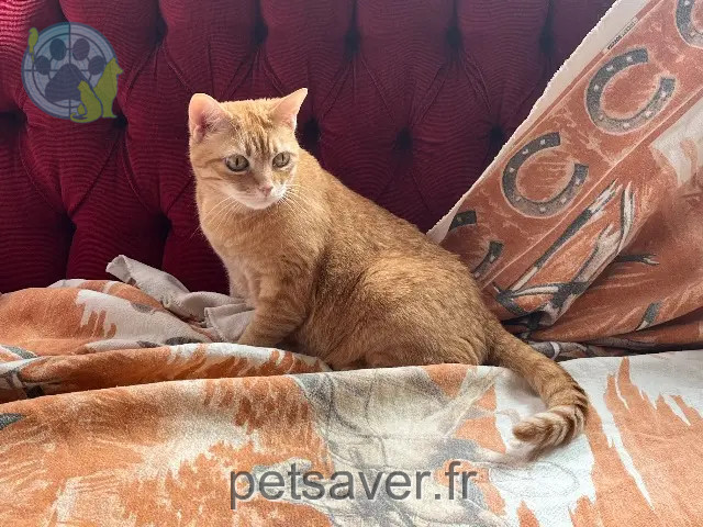 chat perdu Toulouse Poppy chat lost Toulouse Poppy