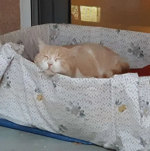 chat lost    Toulouse Poutine