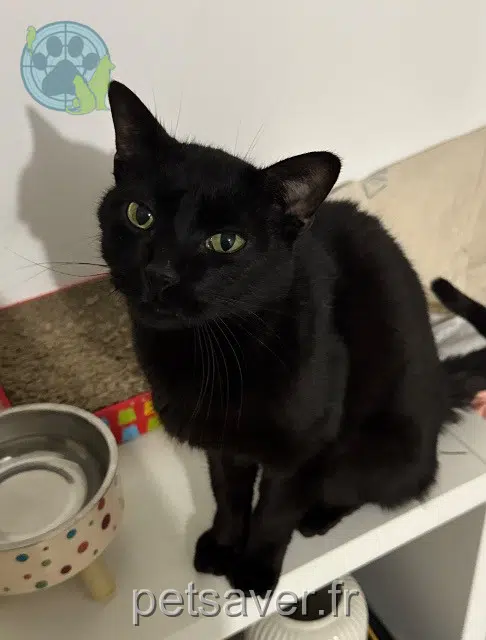 chat lost    Toulouse Prince