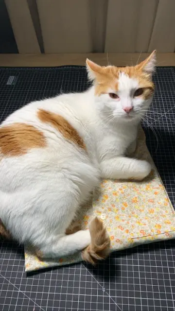 chat lost    Toulouse Pupajim ou Poupy