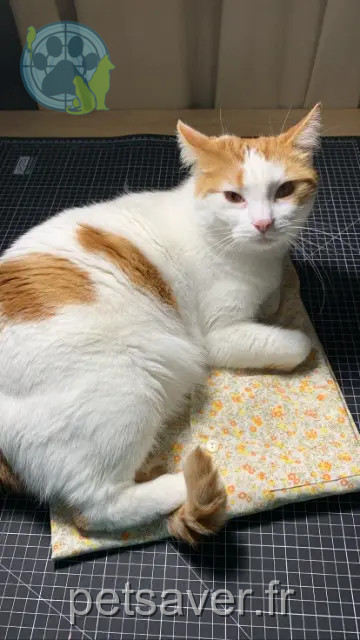 cat lost Toulouse Pupajim ou Poupy cat lost Toulouse Pupajim ou Poupy