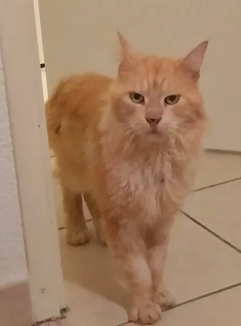 chat lost    Toulouse Pupu