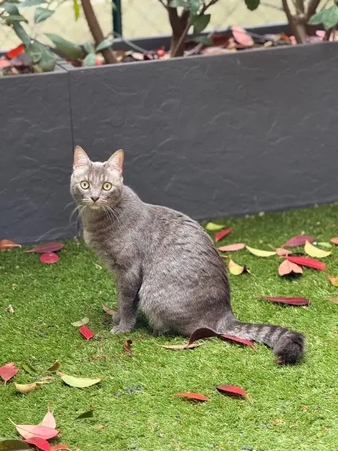 chat lost    Toulouse Ragnar