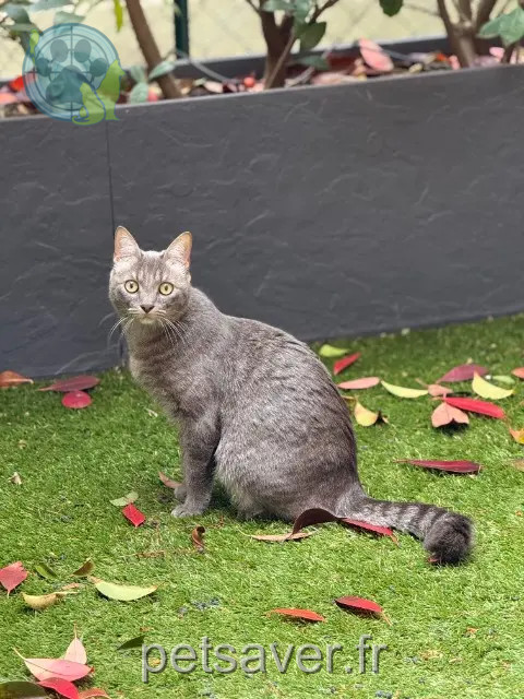 gatto perso Toulouse Ragnar gatto lost Toulouse Ragnar