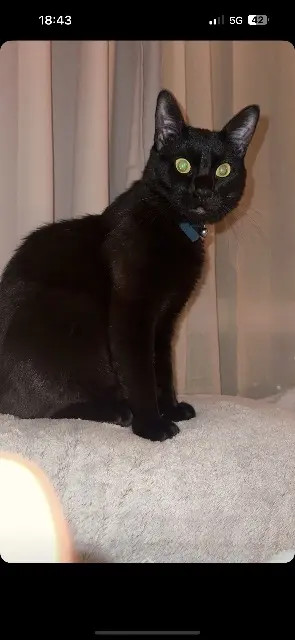 cat lost    Toulouse Ramses