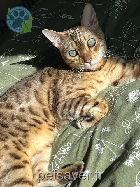 gato perdido Toulouse Rio gato lost Toulouse Rio