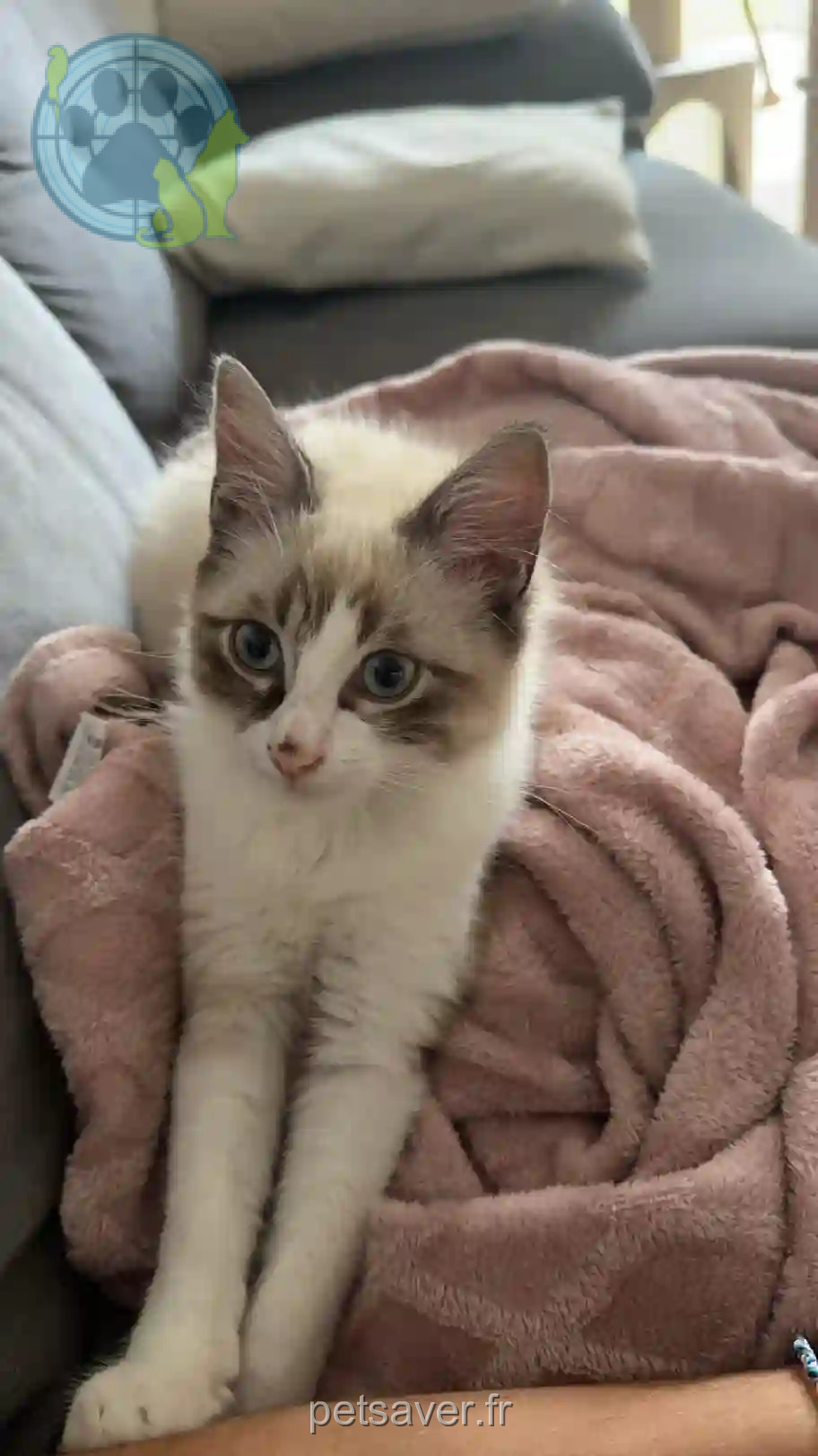 Chat Perdu 31 Haute-Garonne Toulouse - Romeo Chat Perdu 31 Haute-Garonne Toulouse - Romeo