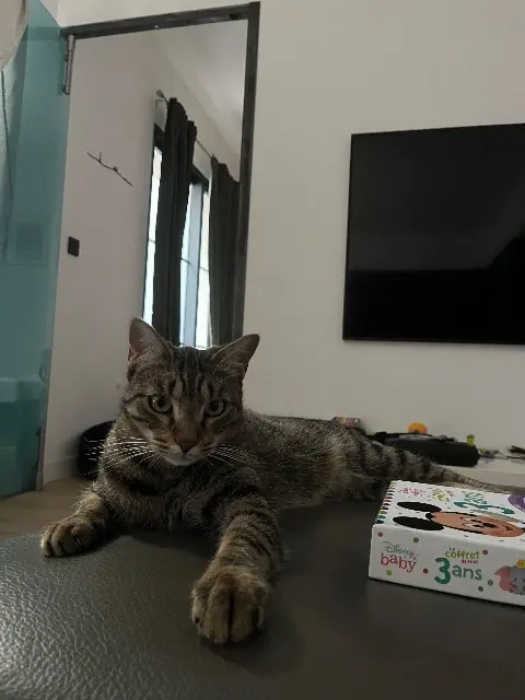 chat lost    Toulouse Romeo