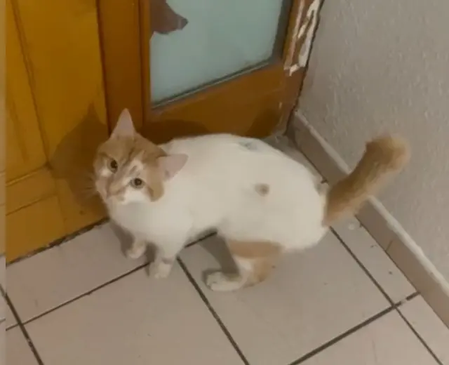 chat lost    Toulouse Roukie