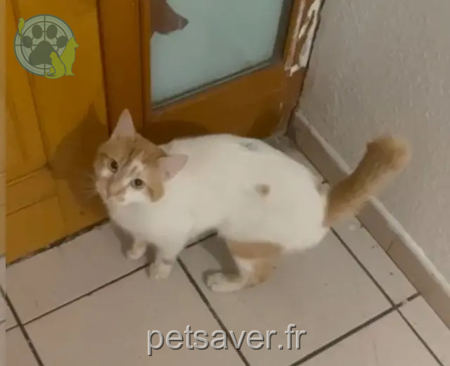 cat lost Toulouse Roukie cat lost Toulouse Roukie