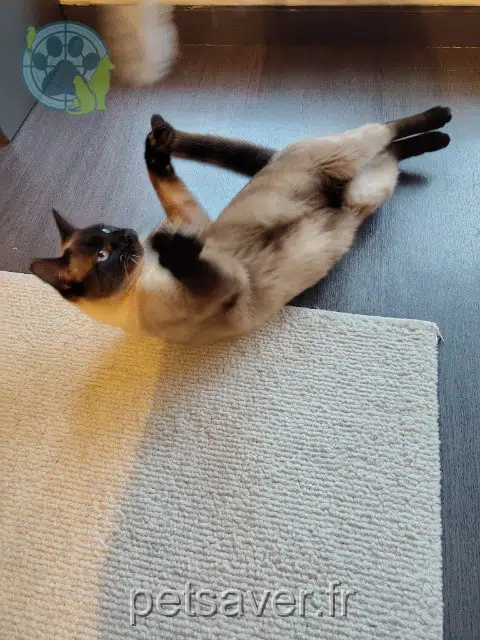 chat lost    Toulouse Saruman