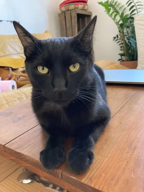 gatto perso Toulouse Shamane gatto lost Toulouse Shamane