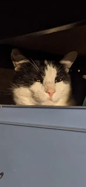 chat lost    Toulouse Sim