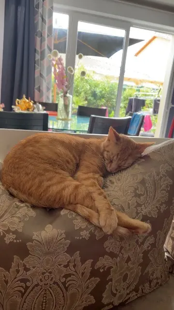 chat lost    Toulouse Simba