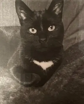 chat lost    Toulouse Smaak