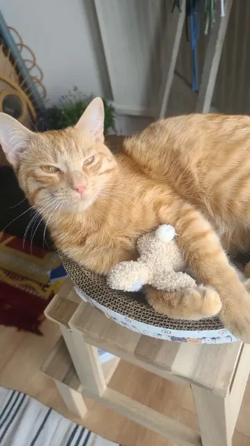 cat lost    Toulouse Tao