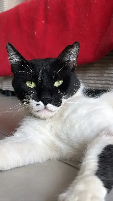 kater vermist Toulouse Teki kater lost Toulouse Teki