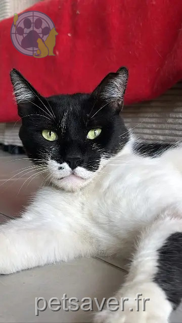 gato perdido Toulouse Teki gato lost Toulouse Teki