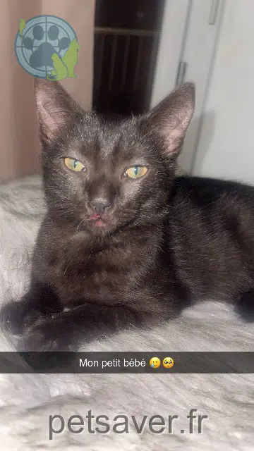chat lost    Toulouse Tequila